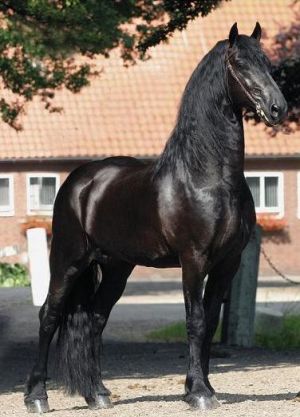 kone.jpg