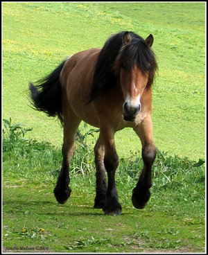 Summer_horse_by_blackseagull.jpg